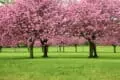 Árboles de cerezo en flor en un parque verde, paisaje natural, belleza primaveral, naturaleza y jardines ecológicos.