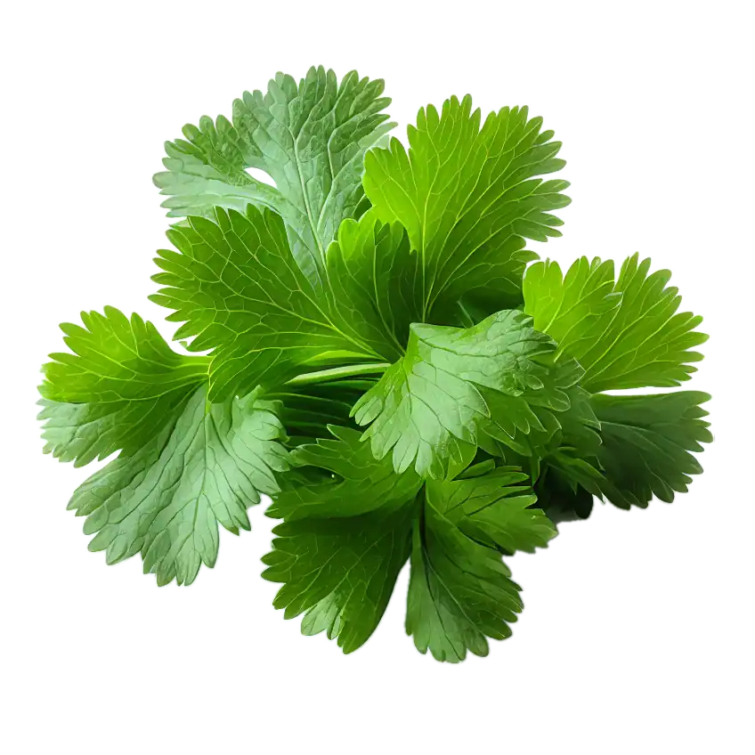 Cilantro
