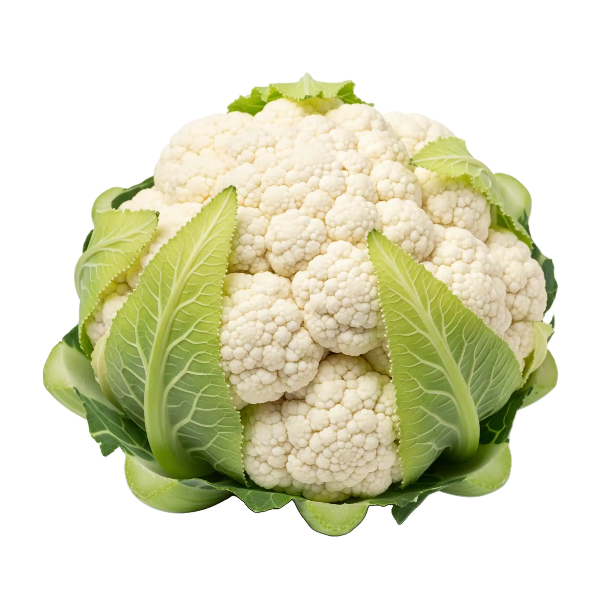 Una cabeza de coliflor blanca y fresca con hojas verdes, ideal para una alimentación saludable y orgánica. Perfecta para recetas vegetarianas y veganas, cultivada de forma ecológica en huertos bio.
