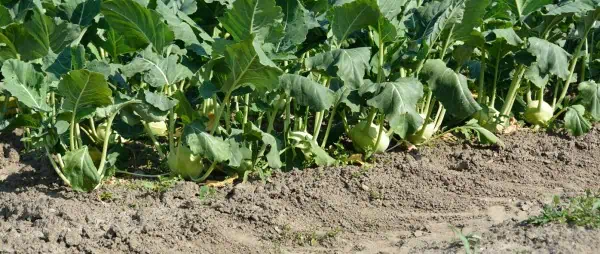 Tomates en plantación ecológica en huerto orgánico. Cultivo sostenible y saludable con técnicas agrícolas ecológicas en huerto.bio.