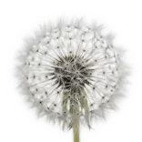 Palillo de diente de león en forma de bola con semillas blancas y delicadas en primer plano, fondo blanco. Imagen de planta silvestre para jardinería ecológica y semillas orgánicas en huertos naturales.