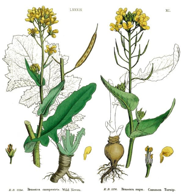 Hierba de mostaza y nabo - ilustración botánica de plantas comestibles para huerto ecológico en España.