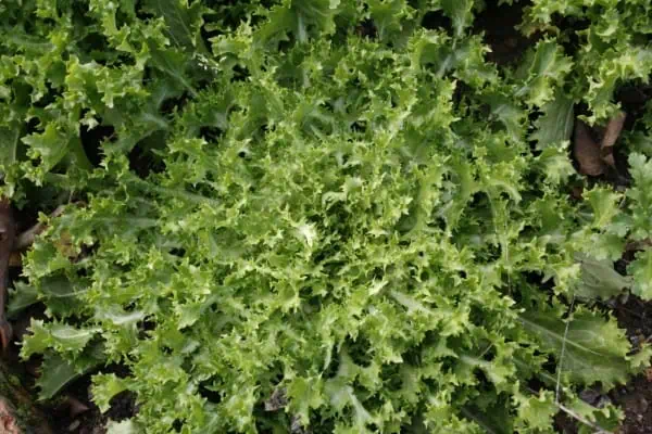 Verdura ecológica lechuga rizada cultivada en huerto orgánico, variedad saludable y fresca para ensaladas.