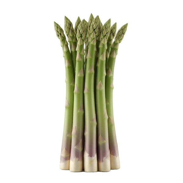 Asparagus ecológico de huerto bio en primer plano, verde y fresco, ideal para una alimentación saludable y natural, cultivado sin pesticidas ni agentes químicos.