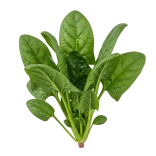 Hierba de espinaca fresca orgánica, saludable y nutritiva, perfecta para ensaladas y platos vegetarianos en agricultura ecológica.