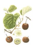 Fruta de kiwi y frutos del níspero con hojas verdes y flores blancas en ilustración botánica natural.
