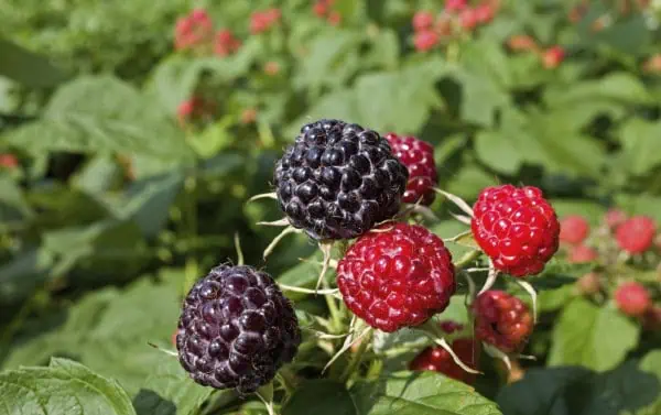 Moras maduras en un huerto orgánico, lista para recoger y disfrutar. Cultivo ecológico de berries en huerto.bio, ideales para una dieta saludable y natural.