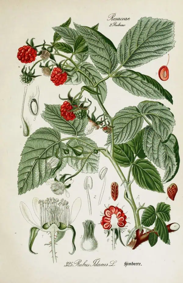 Raspberries illustration, plant with ripe red berries and detailed botanical diagram from Huerto.Bio.