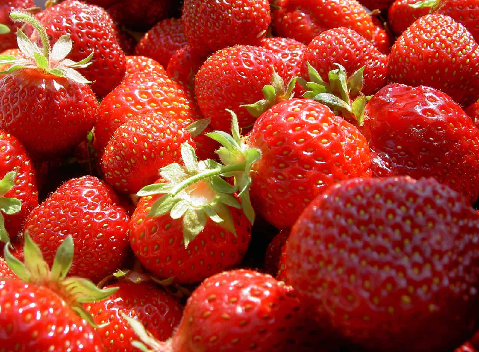Fresas maduras y ecológicas de huerto bio, ideales para una alimentación saludable y natural. Cultivo ecológico, frescura y sabor en cada bocado de estas fresas orgánicas.
