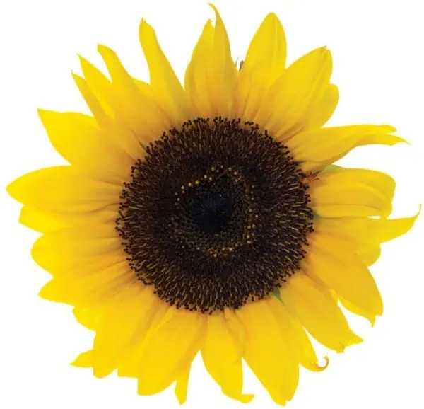 Girasol amarillo brillante con centro oscuro, símbolo de naturaleza y agricultura ecológica de Huerto.Bio.