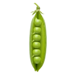 Guisante de olor ecológico en vaina verde, alimento saludable y orgánico para cocina natural, elaborado con semillas certificadas para agricultura sostenible.