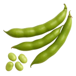 Verdolaga fresca y orgánica del huerto.bio, ideal para ensaladas y platos saludables, cultivada sin pesticidas, promoviendo una alimentación natural y sostenibilidad.