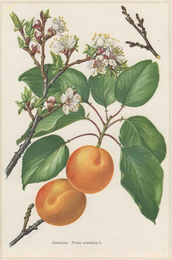 Pera apricots en rama con flores y hojas verdes, ilustración botánica detallada, ideal para jardinería ecológica y cultivo de fruta orgánica.