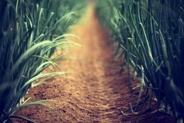 Caminito en un huerto de cebollas con cultivo ecológico y sostenible en huerto.bio.