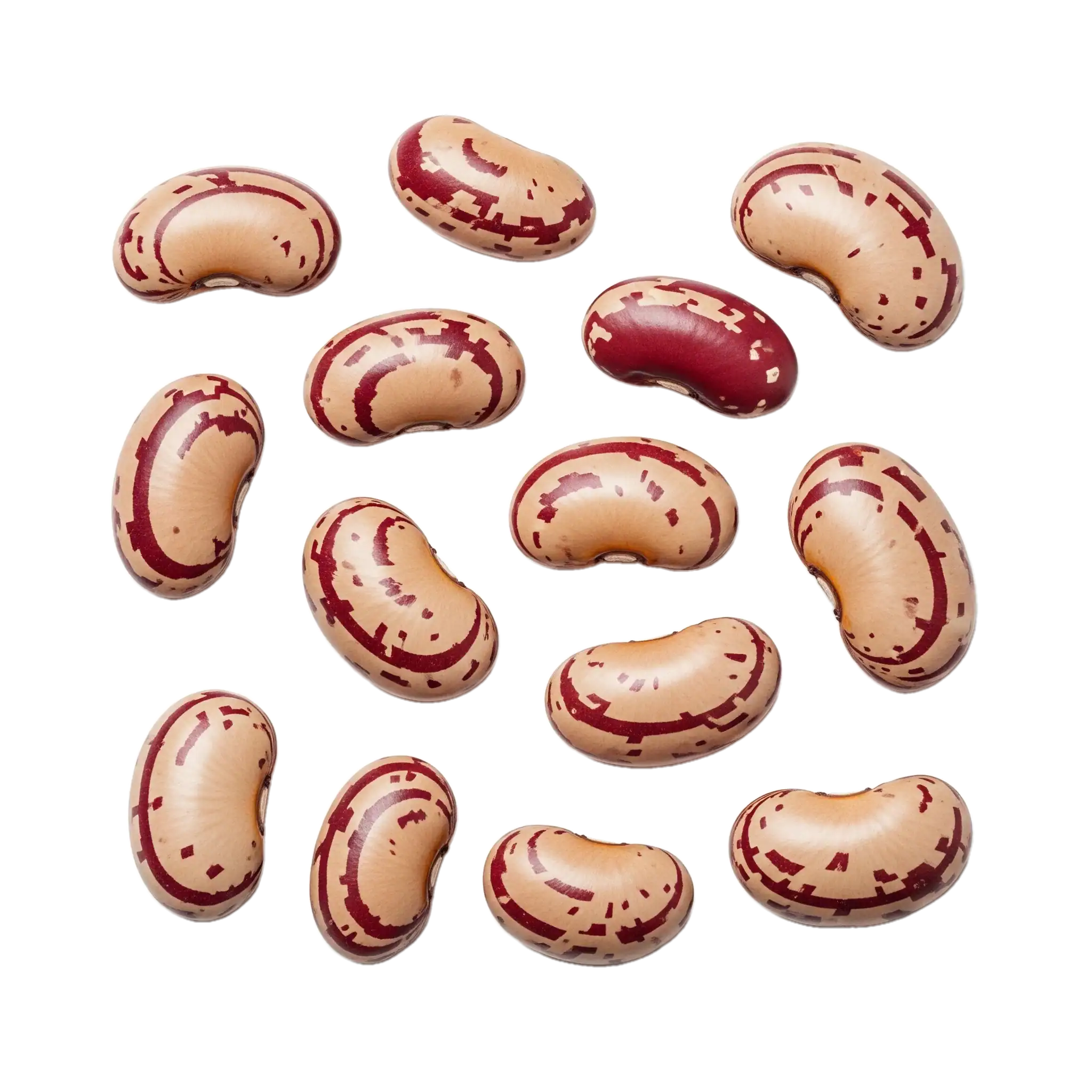 Semillas de judía pintadas de color beige y rojo, aptas para siembra ecológica y cultivo en huertos sostenibles, variedad resistente y nutritiva.