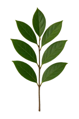 Hoja de árbol de especies en huerto.bio en cultivo ecológico, vegetación sana, hoja verde, plantas naturales y sostenibles, agricultura orgánica, ecología y horticultura.