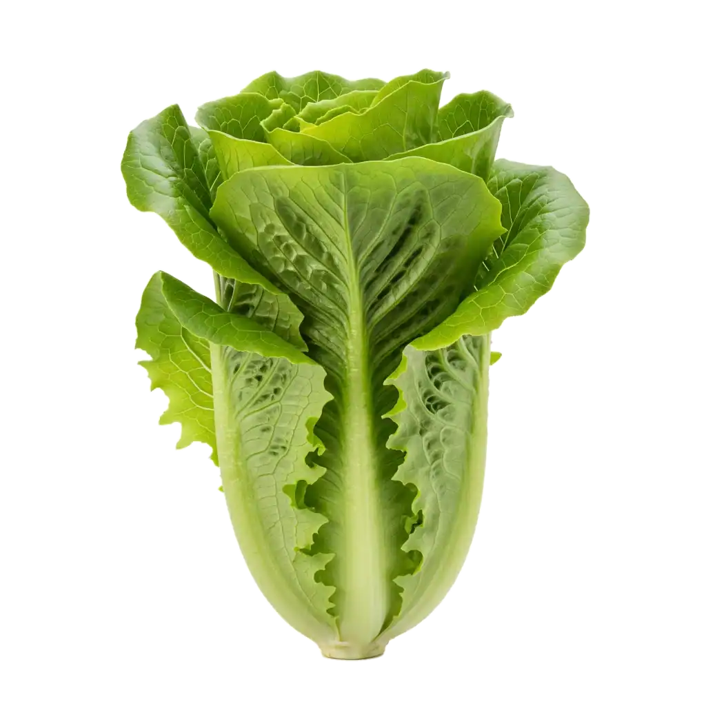 La primera de las plantas medicinales con evidencia científica fresca y saludable en huerto.bio, perfecta para una alimentación natural y sostenible.