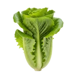 Verdura orgánica fresca y saludable en huerto.bio, perfecta para una alimentación natural y sostenible.