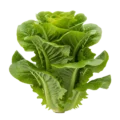 Jung lettuce leaves frescas y crujientes, cultivo ecológico, ideal para ensaladas saludables.
