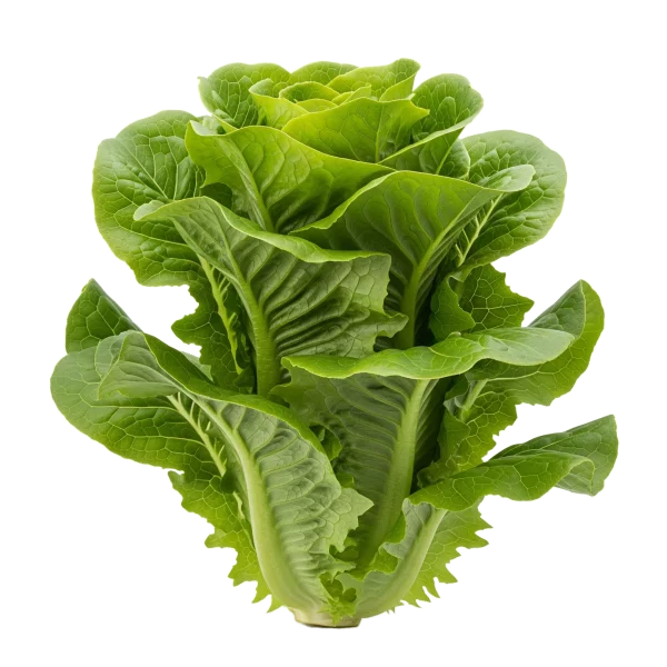 Jung lettuce leaves frescas y crujientes, cultivo ecológico, ideal para ensaladas saludables.
