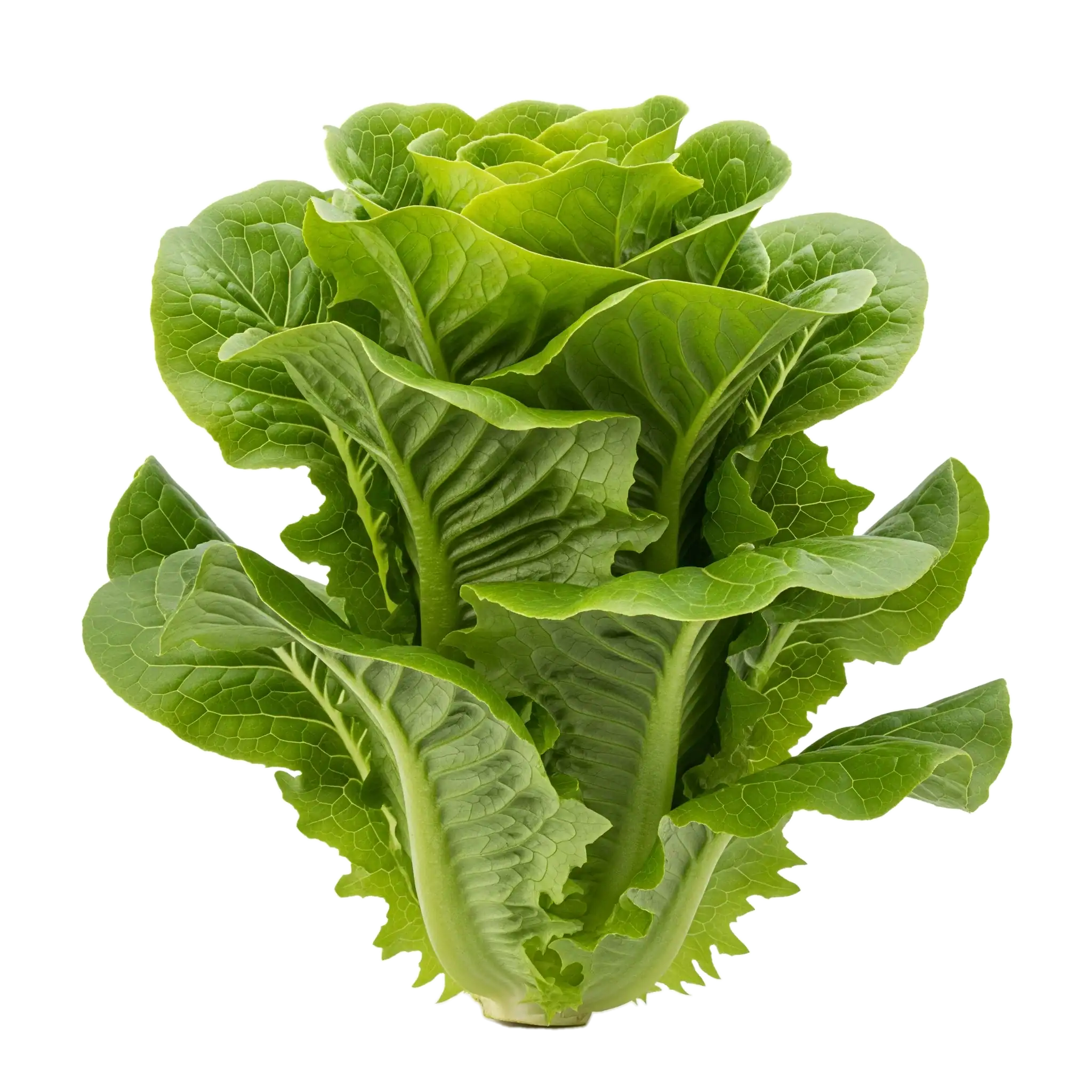 Jung lettuce leaves frescas y crujientes, cultivo ecológico, ideal para ensaladas saludables.