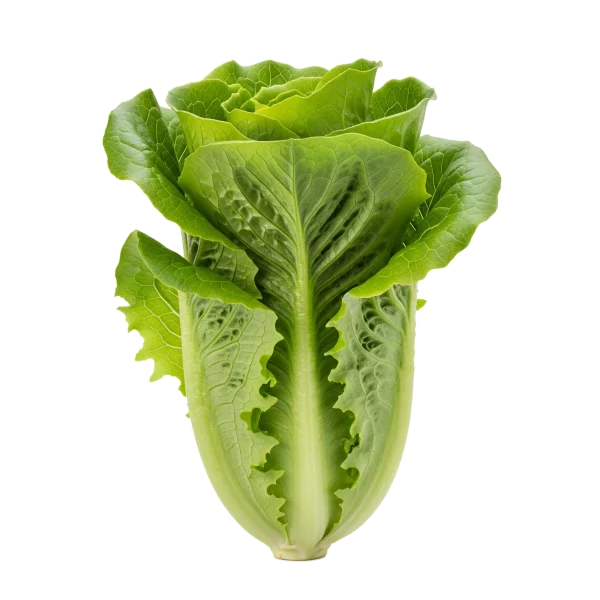 Verdura orgánica fresca y saludable en huerto.bio, perfecta para una alimentación natural y sostenible.