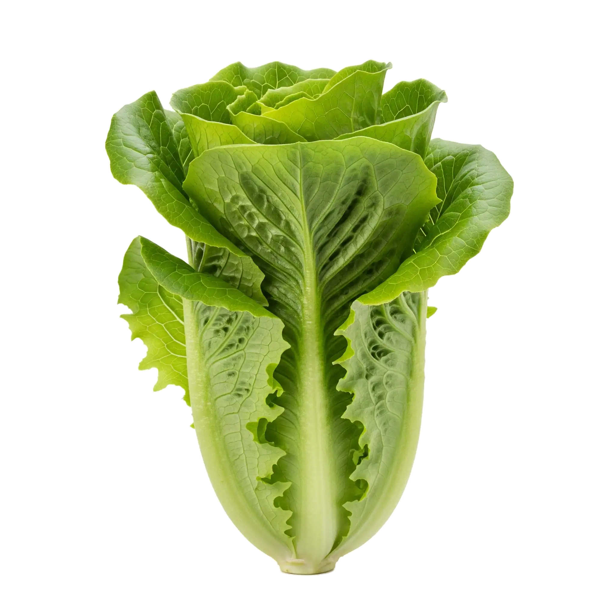 Lechuga