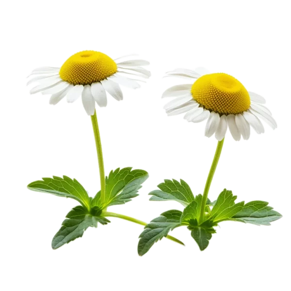 Flores de manzanilla ecológica con hojas verdes, enfoque en productos orgánicos para un huerto saludable y natural.