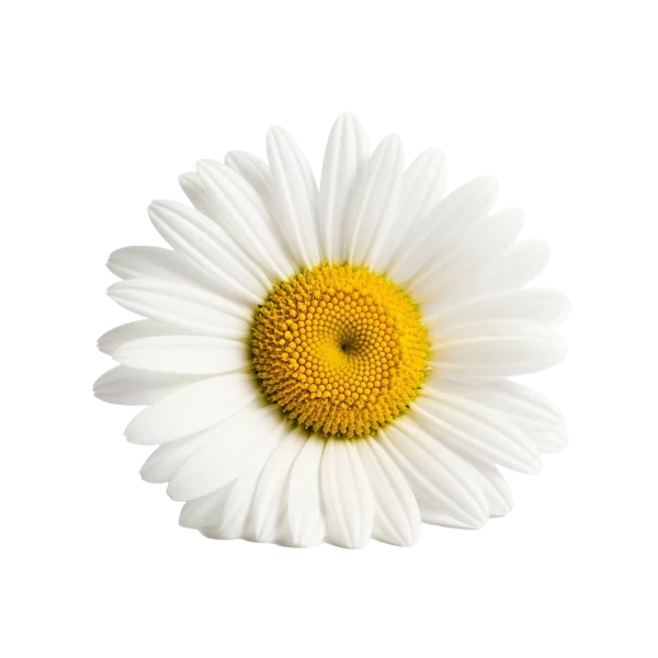 Flor de manzanilla orgánica, símbolo de pureza y bienestar en agricultura biológica, utilizada en infusiones y remedios naturales.