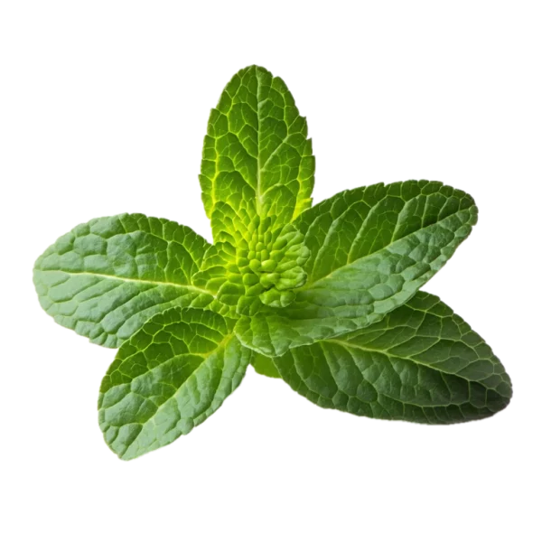 Hojas de hierbabuena fresca, aromática y saludable para cocinar y preparar infusiones naturales en huerto.bio.