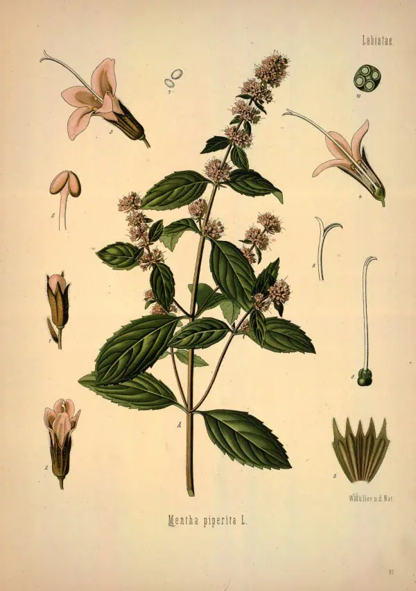 Hierba mentha piperita con ilustración botánica, detalles de flores, hojas y estructura de la planta, enfocándose en la menta piperita, planta aromática y medicinal.
