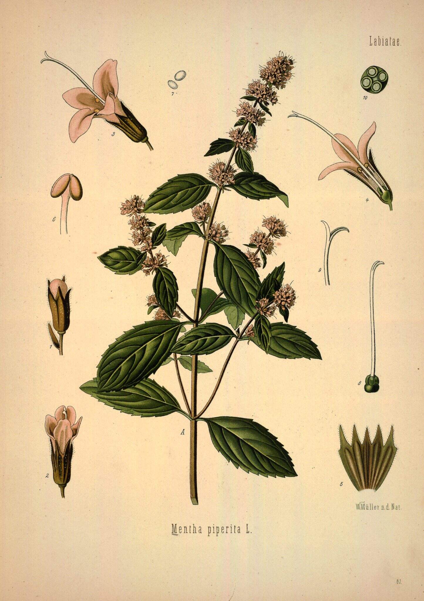 Hierba mentha piperita con ilustración botánica, detalles de flores, hojas y estructura de la planta, enfocándose en la menta piperita, planta aromática y medicinal.