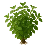 Hierba fresca de orégano con raíces visibles en fondo claro, ideal para cocina saludable y cultivo ecológico.