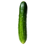 Pepino ecológico orgánico con gotas de agua, cultivo natural y saludable para una alimentación consciente y sostenible.