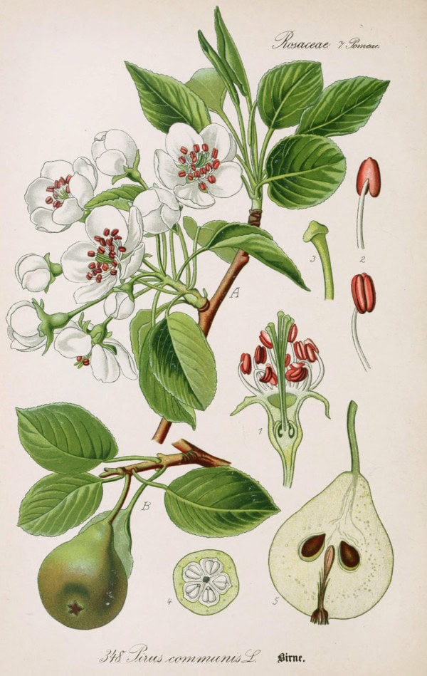 Pera de sidra con ilustración botánica en estilo vintage, mostrando flores, frutos y detalles de la planta Pyrus communis, en colores naturales y fondo claro.