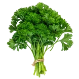 Fresca rama de perejil orgánico, ingrediente natural y saludable para cocinar, en fondo blanco, ideal para huerto bio y agricultura ecológica en casa.