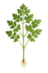 Variado huerto ecológico con verduras frescas y saludables para una alimentación sostenible y orgánica.