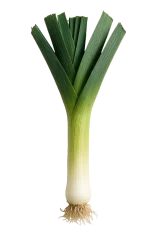Verdura ecológica, cebolleta fresca y saludable para huerto bio y jardinería orgánica.