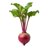 Raíz de remolacha con hojas verdes, cultivo ecológico, saludable, vegano, orgánico, hortaliza, alimentación saludable, agricultura sostenible, huerto ecológico.