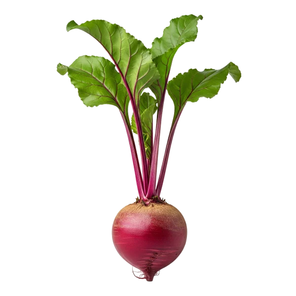 Raíz de remolacha con hojas verdes, cultivo ecológico, saludable, vegano, orgánico, hortaliza, alimentación saludable, agricultura sostenible, huerto ecológico.