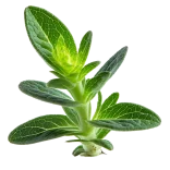 Verdolaga fresca y saludable, ideal para ensaladas y platos naturales, cultivada de forma orgánica en Huerto.Bio en España.