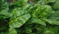 Verdaderas hojas de espinaca ecológica cultivadas en huerto orgánico bio.