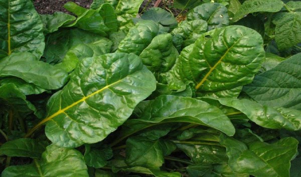 Verdaderas hojas de espinaca ecológica cultivadas en huerto orgánico bio.