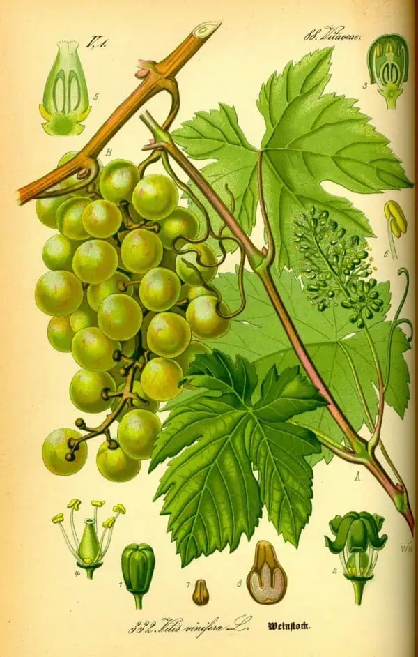 Uvas verdes en racimo con hojas grandes y una ilustración detallada de la planta de vid y sus partes en estilo vintage.