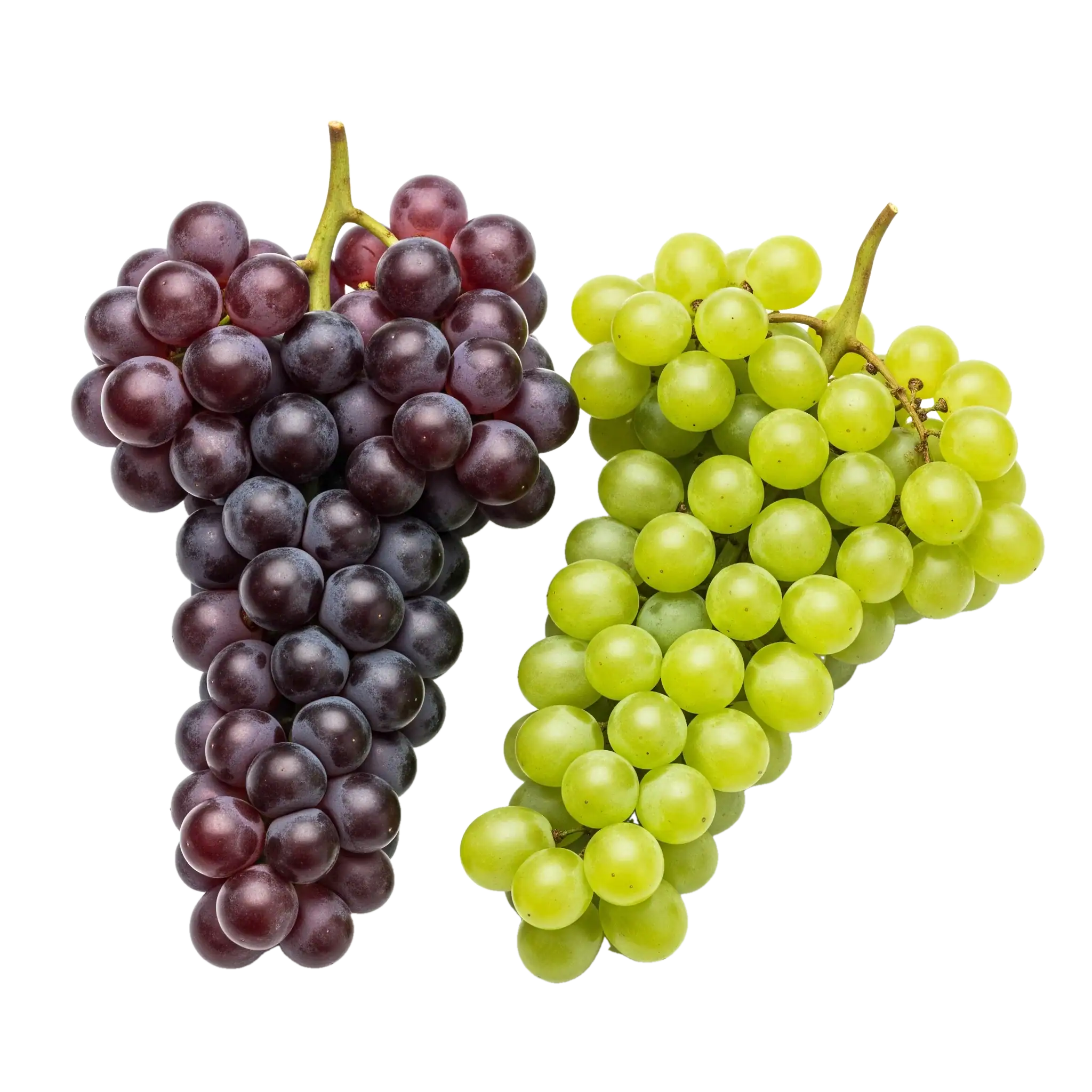 Grapo vonía, ilustración botánica de uvas verdes y hojas con detalles de la vid y estructura de la planta.