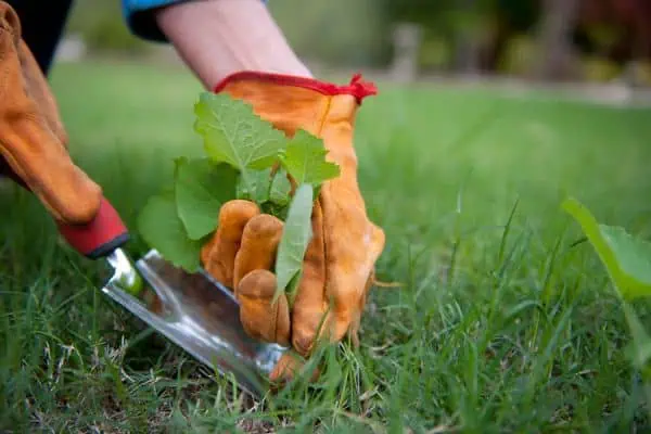 Huerto.bio, manos con guantes de jardinería plantando hortalizas en cultivo ecológico en campo verde, agricultura orgánica, huerto saludable, jardinería sostenible, alimentos frescos y naturales.