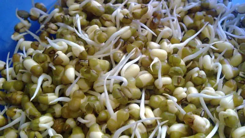 Judías germinadas ecológicas, frescas y saludables, ideales para smoothies, ensaladas y platos nutritivos, cultivadas en huerto.bio para promover una alimentación natural y sostenible.