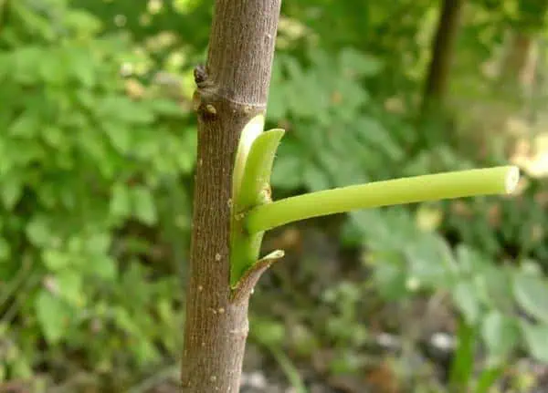 Rama de planta con brotes verdes en huerto ecológico, crecimiento sostenible y cultivo orgánico.
