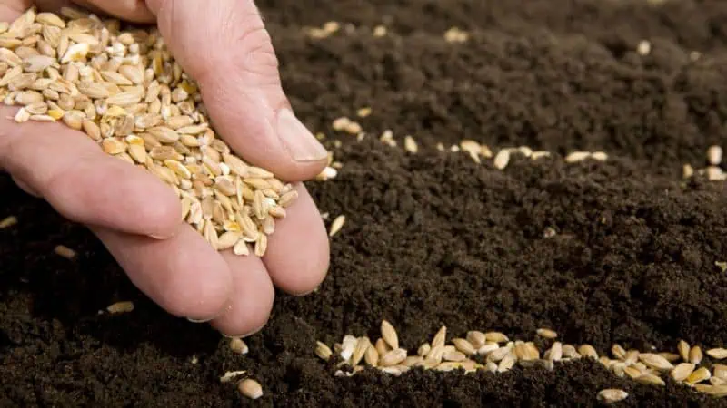 Semillas de trigo orgánico en plantación ecológica para agricultura sostenible y productos naturales en huerto.bio naturalidad y cultivo saludable.