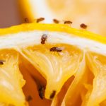 Mosca de la fruta